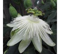Passiflora Passion Flower Snow Queen White Vine Climbing Plant 60cm Cane 3L Pot Plant Theory White One Size