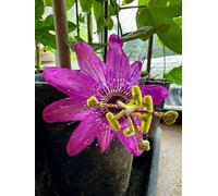 Passiflora Pretty Tina Rare Passion Flower Plug Plant