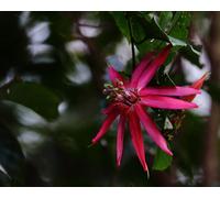 Passiflora Quadriglandulosa Rare Passion Flowerplug Plant