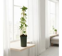 Passiflora Snow Queen Pot Size 17 Cm Height 75 Passionflower Indoor Houseplant