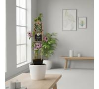 Passiflora Victoria Pot Size 17 Cm Height 75 Passionflower Indoor Houseplant