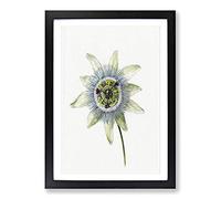 Passion Flower by Jean Bernard Framed Print | A2 Black Framed Wall Art | Ready to Hang | Modern Floral Picture | Living Room Bedroom Lounge Office