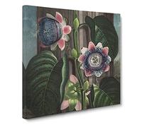 Passion Flower by Robert John Thornton Canvas Print | Gallery Wrapped 30mm Frame Wall Art | 14x14 inches | Ready to Hang | Retro Floral Picture | Living Room Bedroom Lounge Office