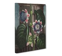 Passion Flower By Robert John Thornton Canvas Print | Gallery Wrapped 30mm Frame Wall Art | 20x14 inches | Ready to Hang | Retro Floral Picture | Living Room Bedroom Lounge Office