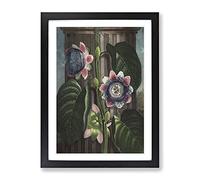 Passion Flower By Robert John Thornton Vintage Framed Print | A2 Black Framed Wall Art | Ready to Hang | Classic Floral Picture | Living Room Bedroom Lounge Office