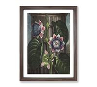 Passion Flower By Robert John Thornton Vintage Framed Print | A3 Walnut Framed Wall Art | Ready to Hang | Classic Floral Picture | Living Room Bedroom Lounge Office