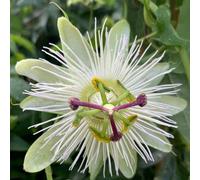 Passion Flower Constance Eliott White Flowering Vine Climbing Plant 10cm 9cm Pot Plant Theory White One Size