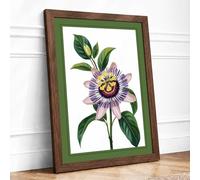 Passion Flower Study Botanical Framed Wall Art Print A3 (42×29.7cm) Walnut, Wall Decor for Living Room, Bedroom, Office & Home, Ready to Hang, Art Gift