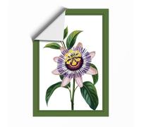 Passion Flower Study Botanical Unframed Wall Art Print A1 (84.1×59.4cm), Wall Decor for Living Room, Bedroom, Office & Home, Art Gift