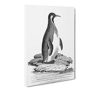 Patagonian Penguin By George Shaw Vintage Canvas Wall Art Print Ready to Hang, Framed Picture for Living Room Bedroom Home Office Décor, 20x14 Inch (50x35 cm)