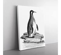 Patagonian Penguin By George Shaw Vintage Canvas Wall Art Print Ready to Hang, Framed Picture for Living Room Bedroom Home Office Décor, 60x40 cm (24x16 Inch)