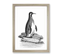 Patagonian Penguin By George Shaw Vintage Framed Print | A3 Oak Framed Wall Art | Ready to Hang | Classic Nature Picture | Living Room Bedroom Lounge Office