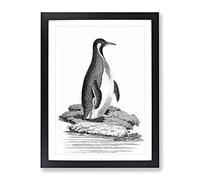 Patagonian Penguin By George Shaw Vintage Framed Print | A4 Black Framed Wall Art | Ready to Hang | Classic Nature Picture | Living Room Bedroom Lounge Office