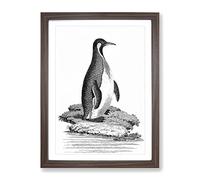 Patagonian Penguin By George Shaw Vintage Framed Print | A4 Walnut Framed Wall Art | Ready to Hang | Classic Nature Picture | Living Room Bedroom Lounge Office