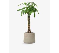 Patch Plants Ariel the Pachira Aquatica Plant in Clay Pot 110-120cm
