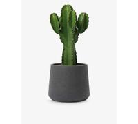 Patch Plants Ian the Euphorbia Plant in Clay Pot 80-90cm