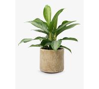 Patch Plants Patch Plants Anna The Aglaonema 'silver Bay' Plant In Stone Pot 50-60cm
