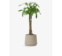 Patch Plants Patch Plants Ariel The Pachira Aquatica Plant In Clay Pot 110-120cm