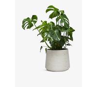 Patch Plants Patch Plants Chaz The Swiss Cheese Plant In Clay Pot 70-80cm