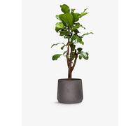 Patch Plants Patch Plants Fidel The Fiddle-Leaf Fig Tree In Clay Pot 150-160cm