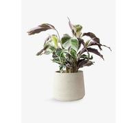 Patch Plants Patch Plants Isha The Calathea Fusion White Plant In Clay Pot 40-50cm
