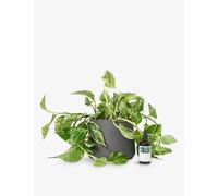 Patch Plants Patch Plants Lizzie The Marble Queen Plant In Clay Pot and Food 30-40cm