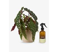 Patch Plants Patch Plants Mac The Begonia Maculata Plant In Ceramic Pot and Mister 10-20cm