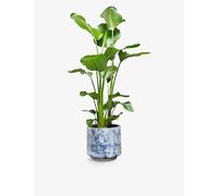 Patch Plants Patch Plants Nicolau The Strelitzia Nicolai Plant In Pot 110-120cm