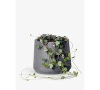 Patch Plants Patch Plants Peggy Ceropegia Woodii Plant and Clay Plant Pot