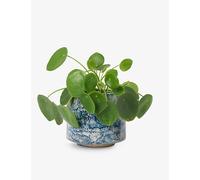 Patch Plants Patch Plants Penny The Chinese Money Plant In Ceramic Pot 10-20cm