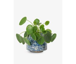 Patch Plants Patch Plants Penny The Chinese Money Plant In Ceramic Pot 10-20cm