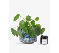 Patch Plants Patch Plants Penny The Chinese Money Plant In Ceramic Pot and Candle 10-20cm