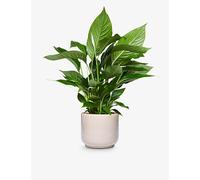 Patch Plants Patch Plants Pippa The Peace Lily Plant In Ceramic Pot 70-80cm