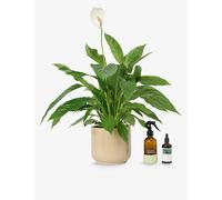 Patch Plants Patch Plants Pippa The Peace Lily Plant In Ceramic Pot, Mister and Food 70-80cm