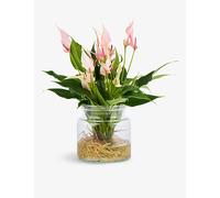 Patch Plants Patch Plants Rachel Anthurium Lilli Plant and Glass Plant Pot