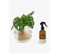Patch Plants Patch Plants Wallace The Monstera Plant In Glass Jar With Misting Bottle 30-40cm