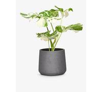 Patch Plants Patch Plants Ziggy The Variegated Monstera Plant In Clay Pot 40-50cm