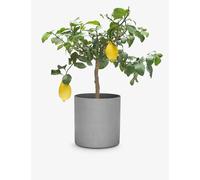 Patch Plants Vivi the Lemon Tree in Fibrestone Pot 60-70cm
