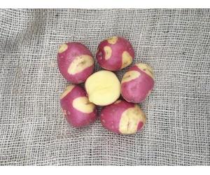 Patch Seed - 25kg Certified Seed Potatoes, Celebration Second Early Seed Potatoes for Planting, Grow Your Own Potatoes, UK & Ireland Delivery
