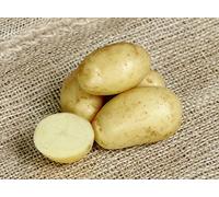 Patch Seed - 25Kg Certified Seed Potatoes Charlotte Irish-Grown Seed Second Early Salad Variety Ideal for Planting & Gardens. Grow Your Own Potatoes