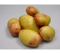 Patch Seed - 25kg Certified Seed Potatoes, King Edward Maincrop Seed Potatoes for Planting, Grow Your Own Potatoes, UK & Ireland Delivery