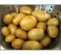 Patch Seed - 25Kg Certified Seed Potatoes. Nicola Irish-Grown Seed Second Early Salad Variety. Ideal for Planting & Gardens. Grow Your Own Potatoes