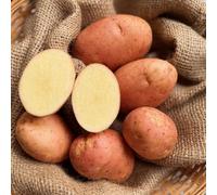 Patch Seed - 25Kg Certified Seed Potatoes, Pink Duke of York Irish-Grown Seed First Early Variety. Ideal for Planting & Gardens. Grow Your Own Potatoes