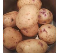 Patch Seed -5kg Certified Seed Potatoes, Irish Gold, Choose from 25+ Varieties, Grow Your Own Potatoes, Ready for Planting, Ideal for Gardens or Containers, UK & Ireland Delivery