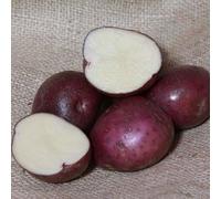 Patch Seed - Freshly Dug Arran Victory Potatoes 5kg. Heritage Blue-Skinned Variety, Floury & Full of Flavour. Ideal for Mashing, Baking, Roasting, Boiling & Steaming. Certified Irish Potatoes