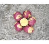 Patch Seed - Freshly Dug Celebration Potatoes 5kg. Unwashed Irish Eating Potatoes with Pink & White Skin & Yellow Flesh. Premium Flavour, Ideal for Boiling, Steaming, Mashing & Roasting.