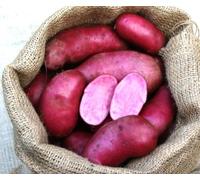 Patch Seed - Freshly Dug Irish Red Emmalie Potatoes 5kg. Red Skinned & Fleshed Variety. Handpicked in Ireland & Rich In Flavour. Ideal for Baking, Boiling, Roasting & Steaming. Grown In Ireland