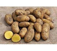 Patch Seed - Freshly Dug Mayan Gold Potatoes 5kg. Heritage. Premium Irish Eating Potatoes, Unwashed & Ready to Eat. Nutty Flavour Ideal for Chips, Crisps, Roasting & Boiling. Grown in Ireland