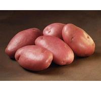 Patch Seed - Potatoes Fresh 5Kg Freshly Dug August 2026! Irish Sarpo Mira Potatoes Delivered to Your Door. Sarpo Mira Variety, Ready to EAT! Fresh Harvest Grown With Love In Ireland