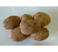 Patch Seed: Summer Autumn Planting, Second Cropping, Christmas Cropping, 10 Tuber Box of Maris Peer Certified Seed Potatoes, Grow Your Own Potatoes for Christmas. Ready To Plant Now